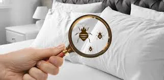 3 BHK Bed bugs control
